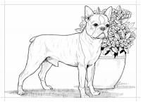 Собака, пес возле вазы с цветами Скачать раскраски для мальчиков
