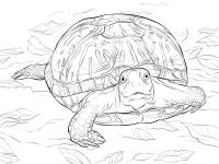 Черепаха среди листьев, панцирь черепахи Скачать раскраски для мальчиков