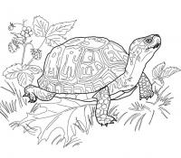Черепаха с красивым панцирем, цветущая земляника, поляна с листьями Скачать раскраски для мальчиков