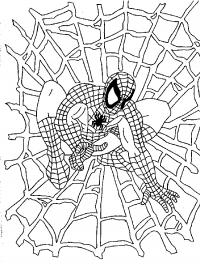 Человек паук сидит на паутине Раскраски для мальчиков