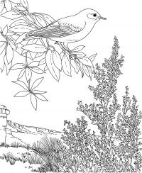 Птица сидит на дереве на фоне гор Раскраски для детей мальчиков