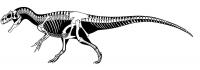 Скелет динозавра Раскраски для мальчиков бесплатно