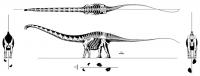 Скелет динозавра, вид сбоку и вид сверху Раскраски для мальчиков бесплатно