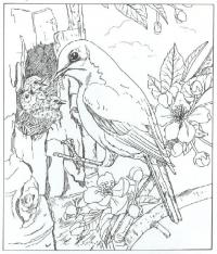 Птица кормит птенцов в дупле дерева, цветы Распечатать раскраски для мальчиков