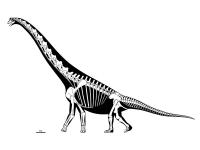 Скелет бронтозавра Раскраски для мальчиков бесплатно
