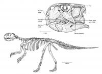 Скелет динозавра Раскраски для мальчиков бесплатно