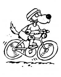 Собака в каске на велосипеде Раскраски для мальчиков бесплатно
